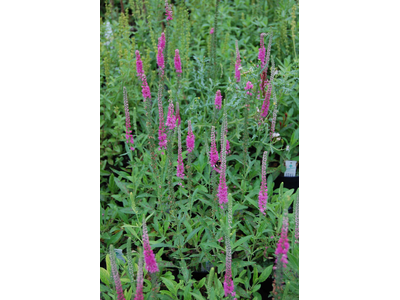 Veronica spicata