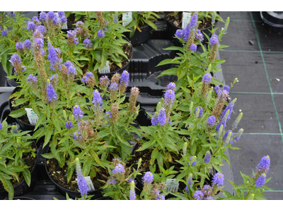 Veronica spicata