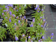 Veronica spicata Royal Candles ®