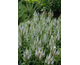 Veronica spicata Snow Candles