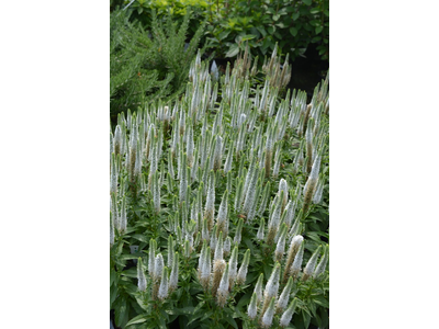 Veronica spicata