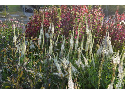 Veronicastrum virginicus