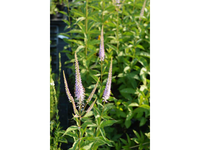 Veronicastrum virginicus