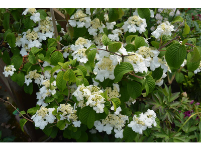 Viburnum plicatum