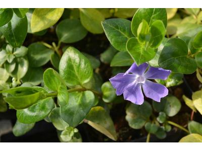 Vinca major