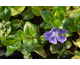 Vinca major None