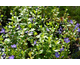 Vinca major Maculata