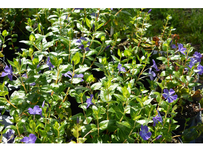 Vinca major