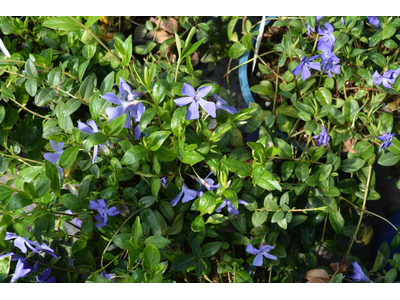 Vinca minor