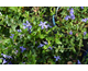 Vinca minor None