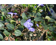 Vinca minor