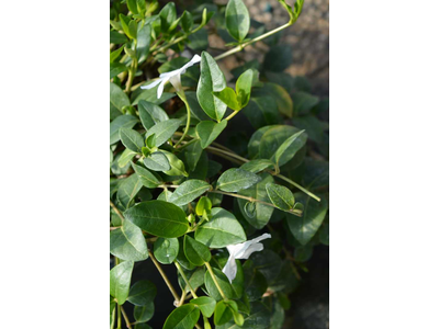 Vinca minor