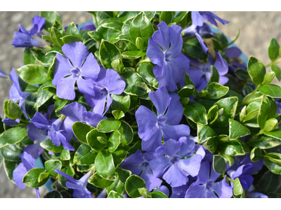 Vinca minor