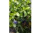 Vinca minor Seng