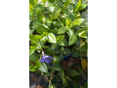 Vinca minor