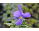 Viola corsica Little Gem