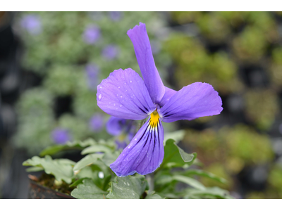 Viola corsica