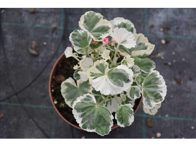 Pelargonium