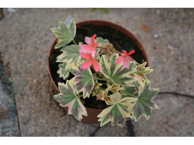 Pelargonium