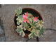 Pelargonium Bob Newing