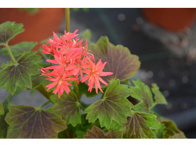 Pelargonium