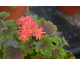 Pelargonium