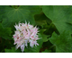 Pelargonium Joann