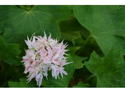 Pelargonium