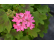 Pelargonium Robyn Louise