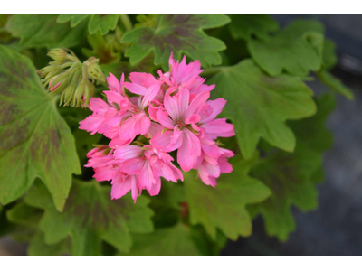 Pelargonium