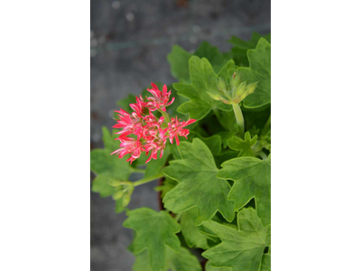 Pelargonium