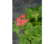 Pelargonium St Lawrence