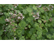 Pelargonium Variegated Fragrans