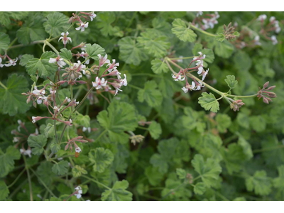 Pelargonium