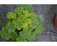 Pelargonium Rushmoor Mississippi