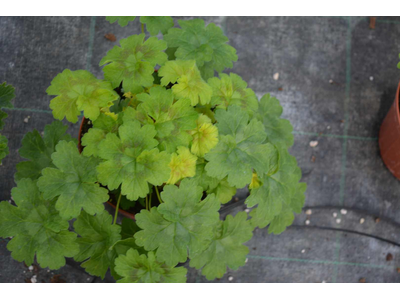 Pelargonium