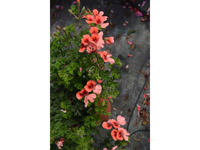 Pelargonium x crispum