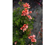 Pelargonium x crispum