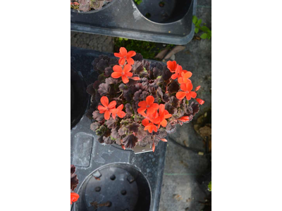 Pelargonium