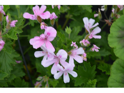 Pelargonium