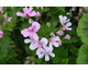 Pelargonium