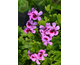 Pelargonium