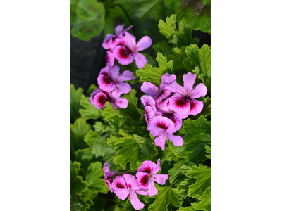 Pelargonium