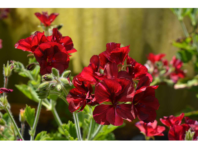 Pelargonium