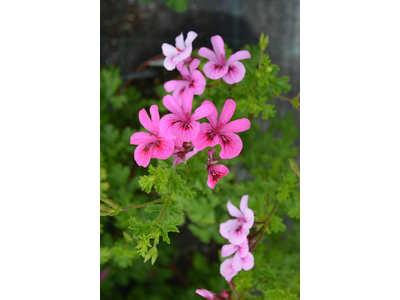 Pelargonium