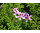 Pelargonium Lemon Kiss