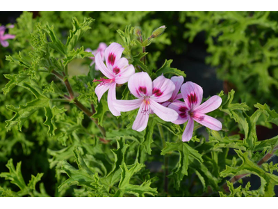 Pelargonium