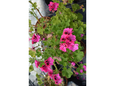 Pelargonium