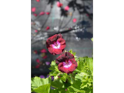 Pelargonium