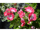 Pelargonium Pink Hindoo